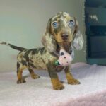 Hazel-female-miniature-dachshund-puppy-for-sale- (5)