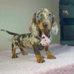 Hazel Miniature Dachshund Hazel Miniature Dachshund