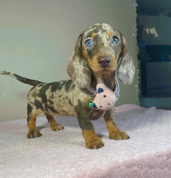 Hazel Miniature Dachshund Hazel Miniature Dachshund