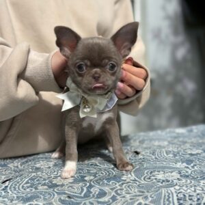 Hazella Chihuahua Hazella Chihuahua