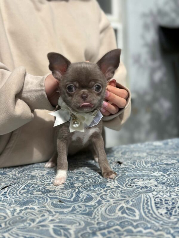 Hazella Chihuahua Hazella Chihuahua