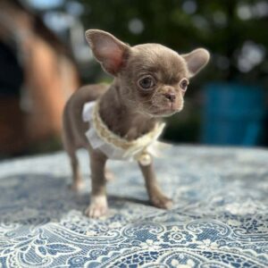 Hazella Chihuahua Hazella Chihuahua