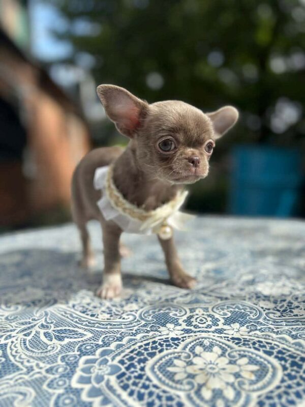 Hazella Chihuahua Hazella Chihuahua