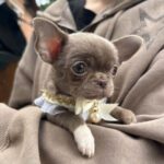 Hazella-female-Chihuahua-puppy-for sale-3