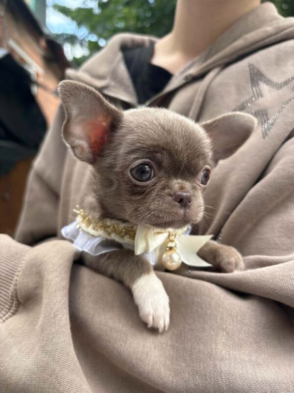 Hazella Chihuahua Hazella Chihuahua