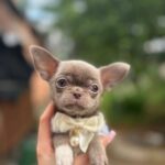 Hazella-female-Chihuahua-puppy-for sale-4