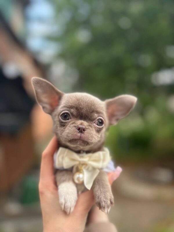 Hazella Chihuahua Hazella Chihuahua