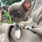 Hazella-female-Chihuahua-puppy-for sale-5