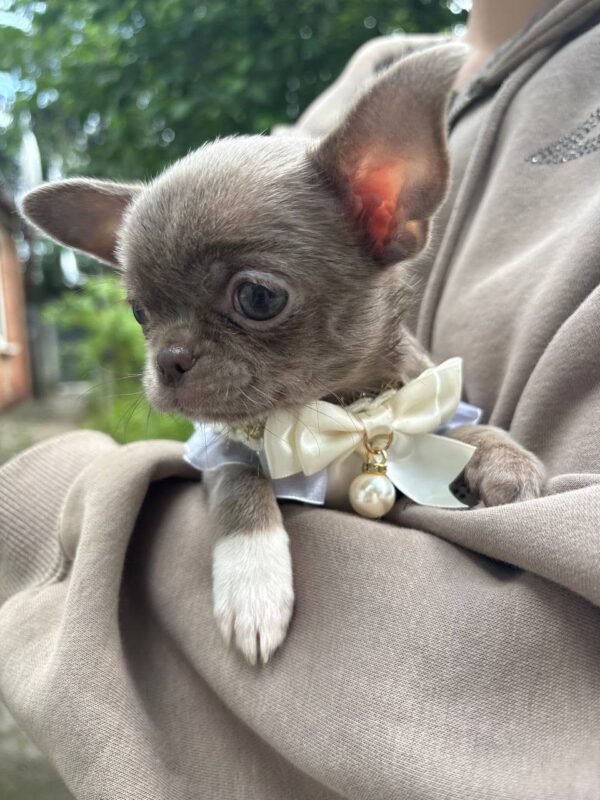 Hazella Chihuahua Hazella Chihuahua
