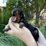 Heidi-female-miniature-dachshund-puppy-for-sale- (1)