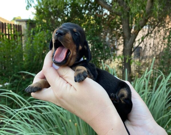 Heidi Miniature Dachshund Heidi Miniature Dachshund