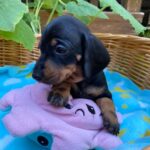 Heidi-female-miniature-dachshund-puppy-for-sale- (1)