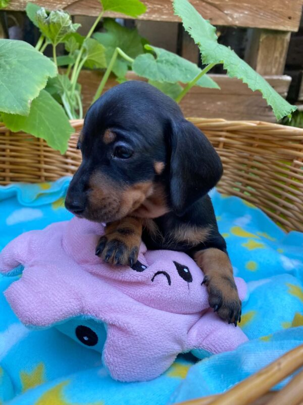 Heidi Miniature Dachshund Heidi Miniature Dachshund