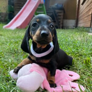 Heidi Miniature Dachshund Heidi Miniature Dachshund