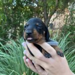 Heidi-female-miniature-dachshund-puppy-for-sale- (2)