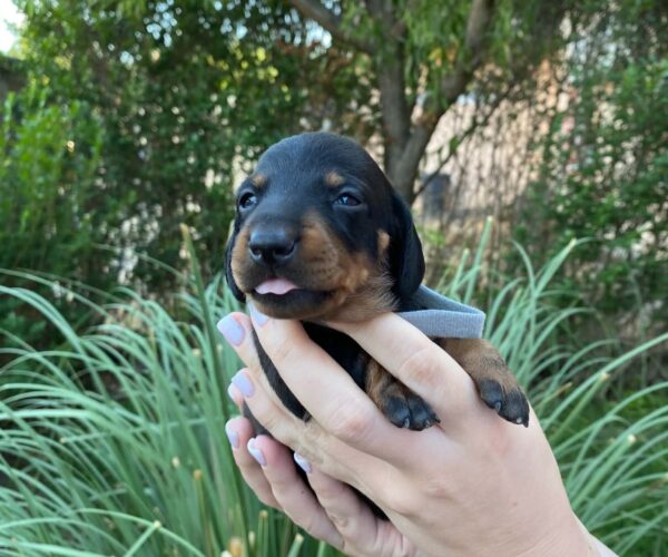 Heidi Miniature Dachshund Heidi Miniature Dachshund