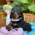 Heidi-female-miniature-dachshund-puppy-for-sale- (2)