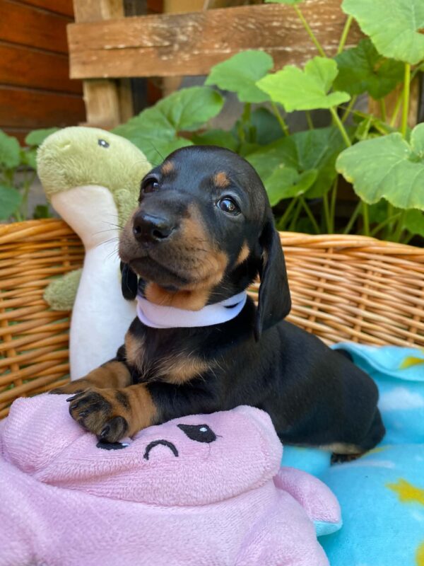 Heidi Miniature Dachshund Heidi Miniature Dachshund