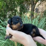 Heidi-female-miniature-dachshund-puppy-for-sale- (3)