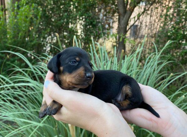 Heidi Miniature Dachshund Heidi Miniature Dachshund