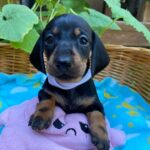Heidi-female-miniature-dachshund-puppy-for-sale- (3)