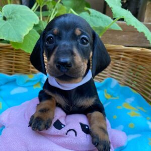 Heidi Miniature Dachshund Heidi Miniature Dachshund