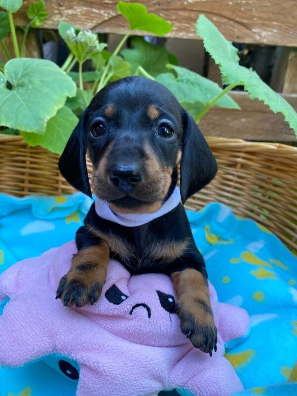 Heidi Miniature Dachshund Heidi Miniature Dachshund