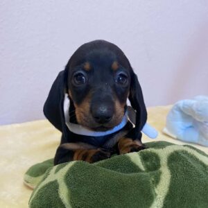 Heidi Miniature Dachshund Heidi Miniature Dachshund
