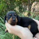 Heidi-female-miniature-dachshund-puppy-for-sale- (4)