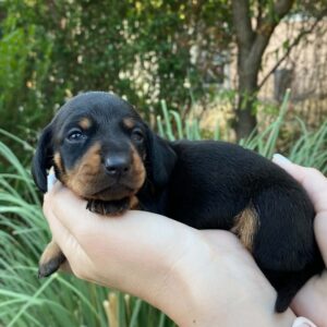 Heidi Miniature Dachshund Heidi Miniature Dachshund