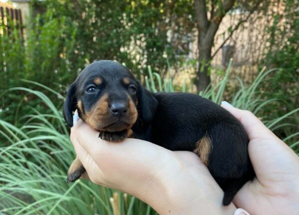 Heidi Miniature Dachshund Heidi Miniature Dachshund