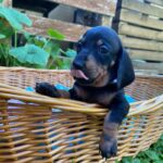 Heidi-female-miniature-dachshund-puppy-for-sale- (4)