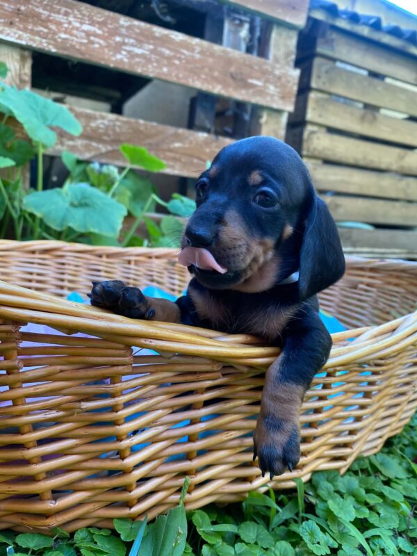 Heidi Miniature Dachshund Heidi Miniature Dachshund