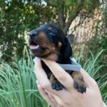 Heidi-female-miniature-dachshund-puppy-for-sale- (5)