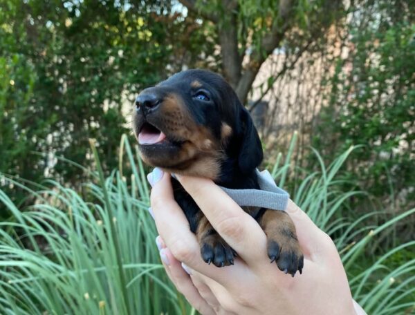 Heidi Miniature Dachshund Heidi Miniature Dachshund