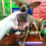 Himma-female-Russian-Toy-puppy-for-sale-1