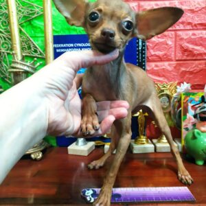 Himma Russian Toy Terrier Himma Russian Toy Terrier