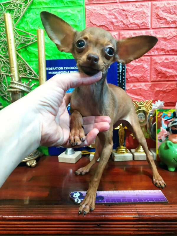 Himma Russian Toy Terrier Himma Russian Toy Terrier