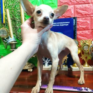 Hoyka Russian Toy Terrier Hoyka Russian Toy Terrier