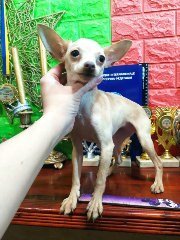 Hoyka Russian Toy Terrier Hoyka Russian Toy Terrier