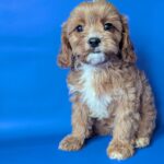 Hugo-male-Cavapoo-puppy-for-sale-1