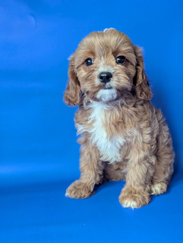 Hugo Cavapoo Hugo Cavapoo