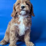 Hugo-male-Cavapoo-puppy-for-sale-2