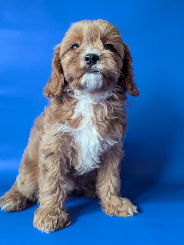Hugo Cavapoo Hugo Cavapoo