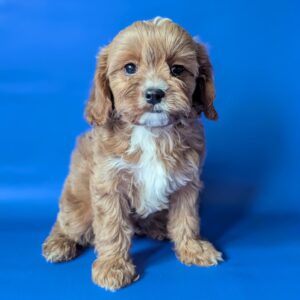 Hugo Cavapoo Hugo Cavapoo