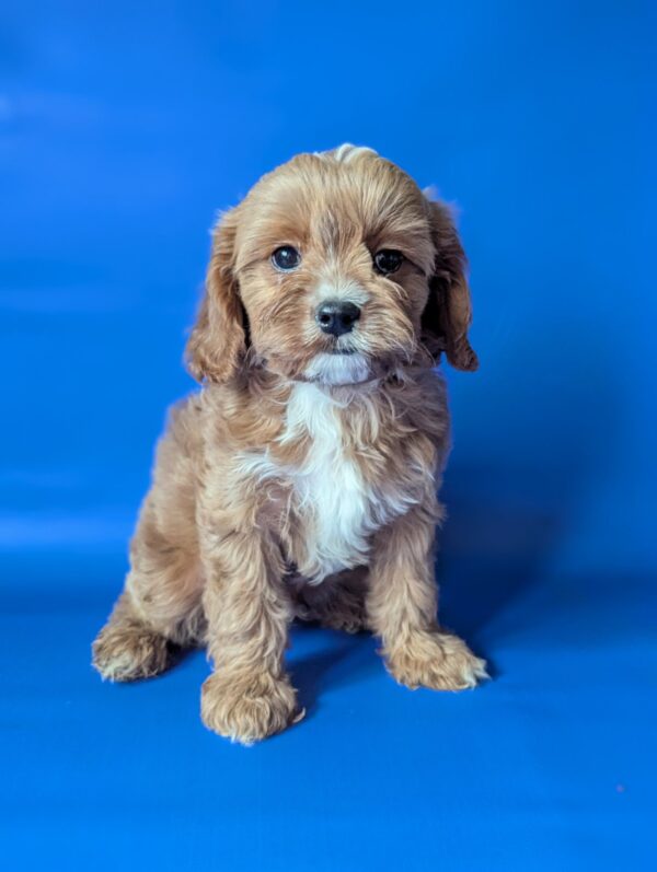 Hugo Cavapoo Hugo Cavapoo