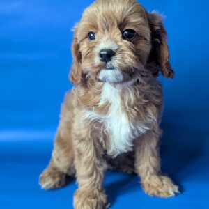 Hugo Cavapoo Hugo Cavapoo
