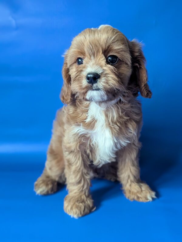 Hugo Cavapoo Hugo Cavapoo