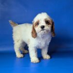 Hunt-male-Cavapoo-puppy-for-sale-1