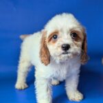 Hunt-male-Cavapoo-puppy-for-sale-2